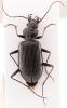 Nebria jockischii